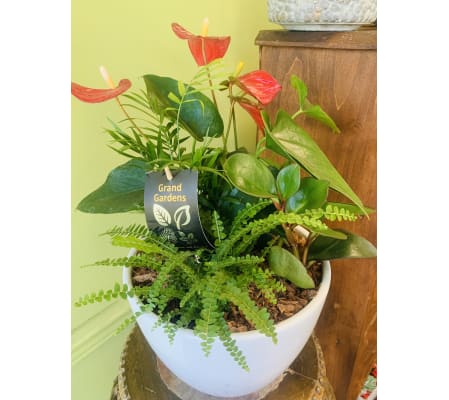 White Potted Anthurium Planter