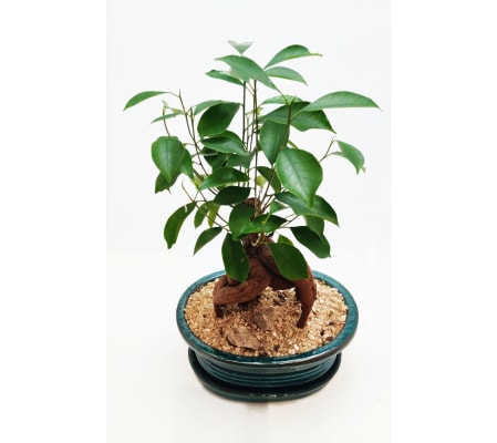 Bonsai Tree - Ginseng Ficus - 7