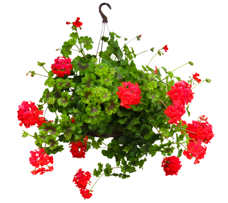 Designer Choice Spring Hanging Basket-V