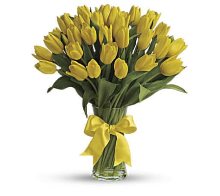 Spray if yellow tulips