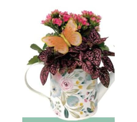 Darcy Watering Can Dishgarden