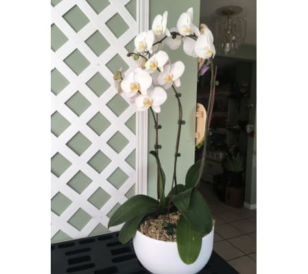 Large Potted Orchid