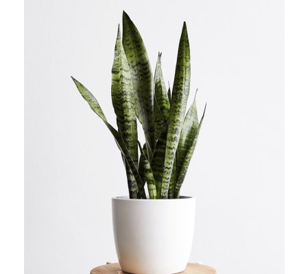 snake plant with pot