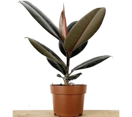 rubber plant with no pot