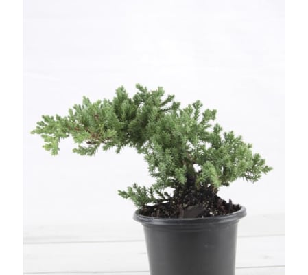 Bonsai Juniper