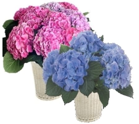 Potted Hydrangea Plants