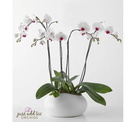 White Elegancia Orchids in Ceramic