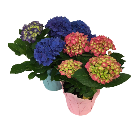 Pink or Blue Hydrangea Plant