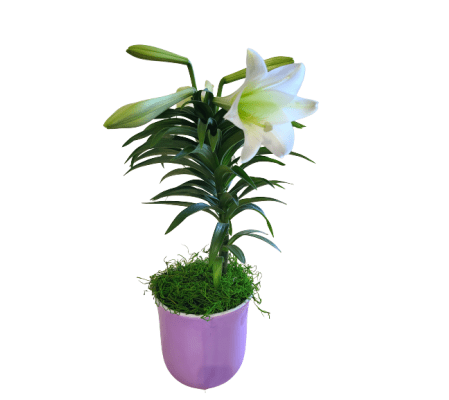 Graceful Easter Lily