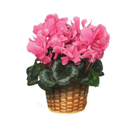 Blooming Cyclamen Plant