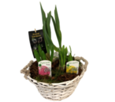 spring Bulbs in wicker basket