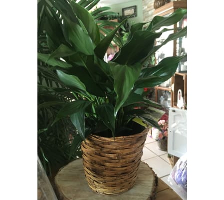 Peace Lily Plant in Wicker Basket