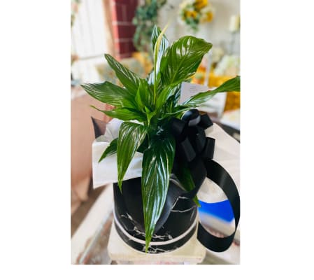 PEACE LILY ELEGANCE
