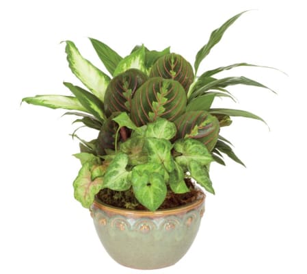 assorted dish garden