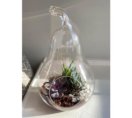 Juicy Pair Terrarium