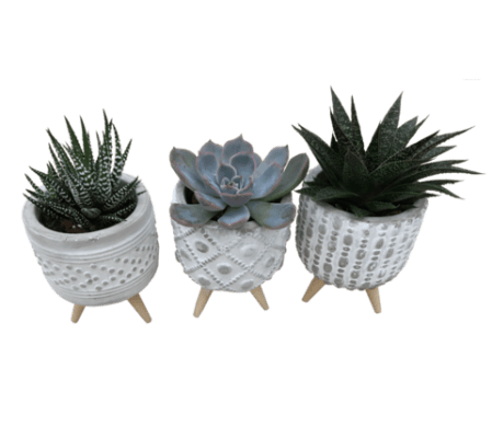 3 Pack Pedestal Succulents