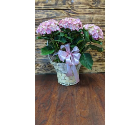 Hydrangea Planter
