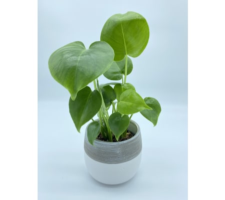 Monstera philodendron 6
