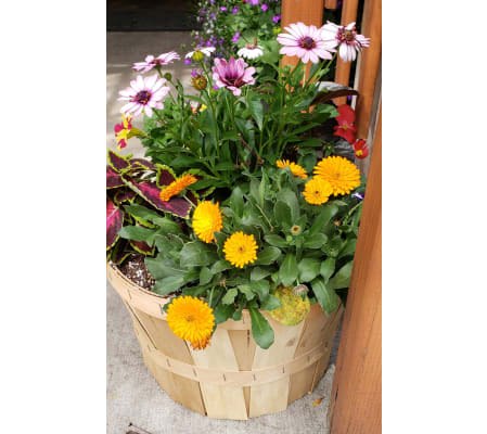 Bushel Annual Basket
