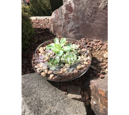 Succulent Planter in Glass Bowl