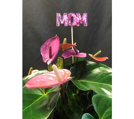 Mauve anthurium plant