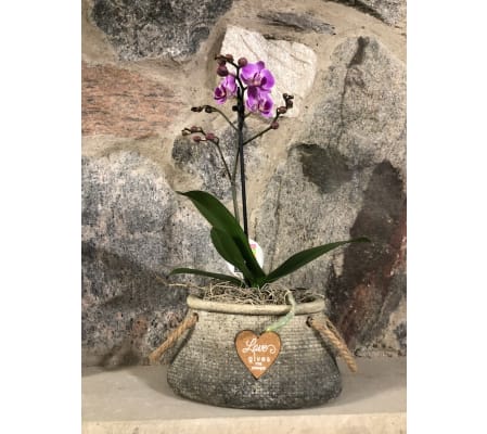 Miniature Dendro Orchid Plant