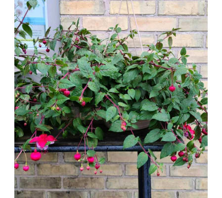 Fuschia Plant Hanging Basket