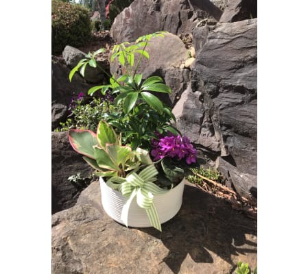 Dishgarden with violet in Ceramic Planter