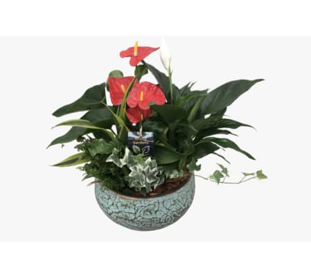 Large tropical dish garden