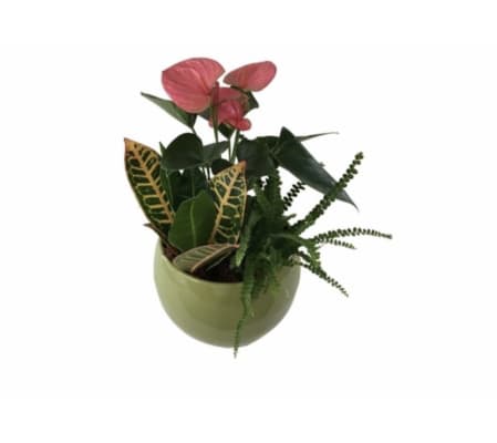 Small tropical dish garden