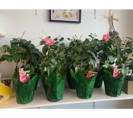 Climbing Mandevilla Plant