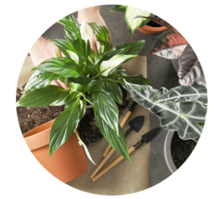 Florist Choice Plant  For Any Occasion