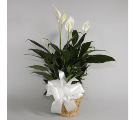 Small Potted Peace Lily