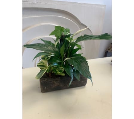 Peace Lily Log Planter
