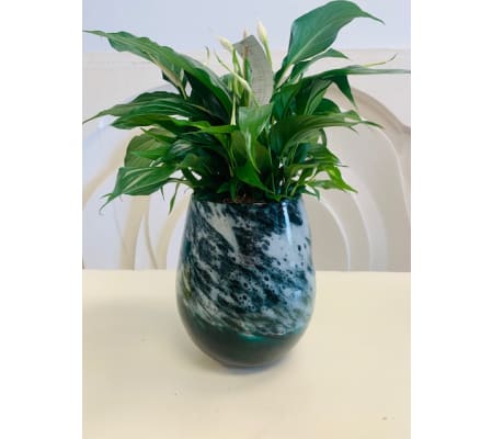 Peace Lily Glass Planter