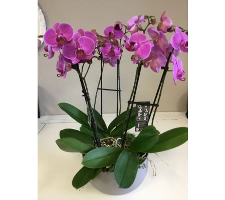 Stunning Purple Orchids