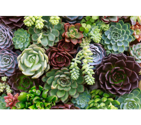 ASSORTED SUCCULENTS PLANTED IN CONTAINER
