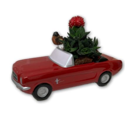 Cacti in a red Mustang
