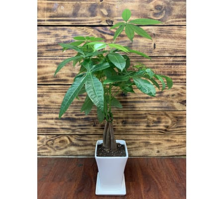 Good Fortune Money Tree