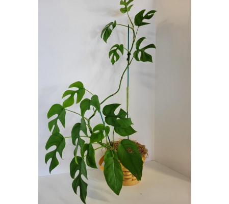 Monstera Plant in basket