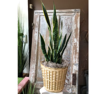 Large Snake Plant