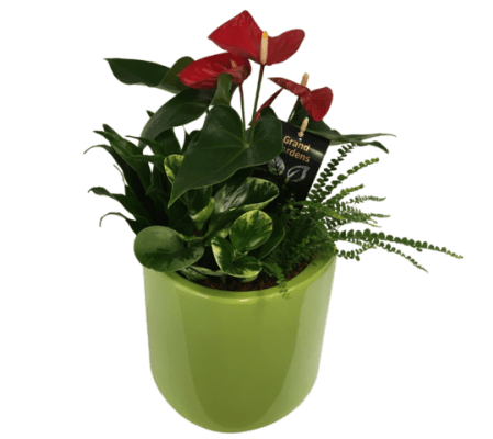 Large Lime Anthurium