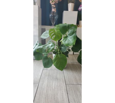 Low Monstera Plant