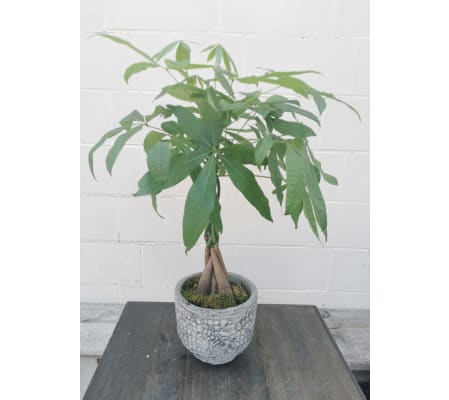 Fortunate Money Tree