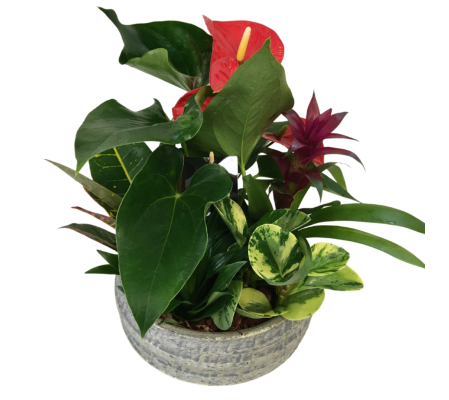 Jake Anthurium Planter