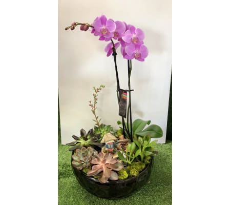 Extraordinary Orchid in Dish Garden