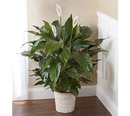 Green Peaceful Lily Plant