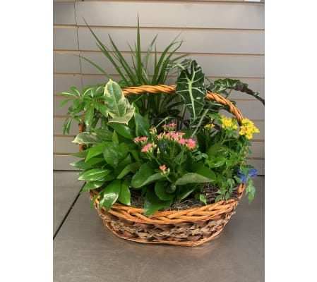 Island dreams planter