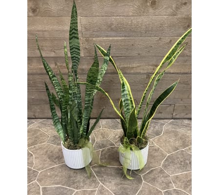 Donato's Sansevieria Plant