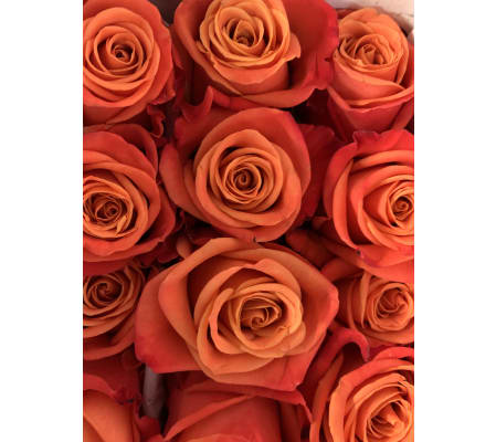Fabulous orange roses